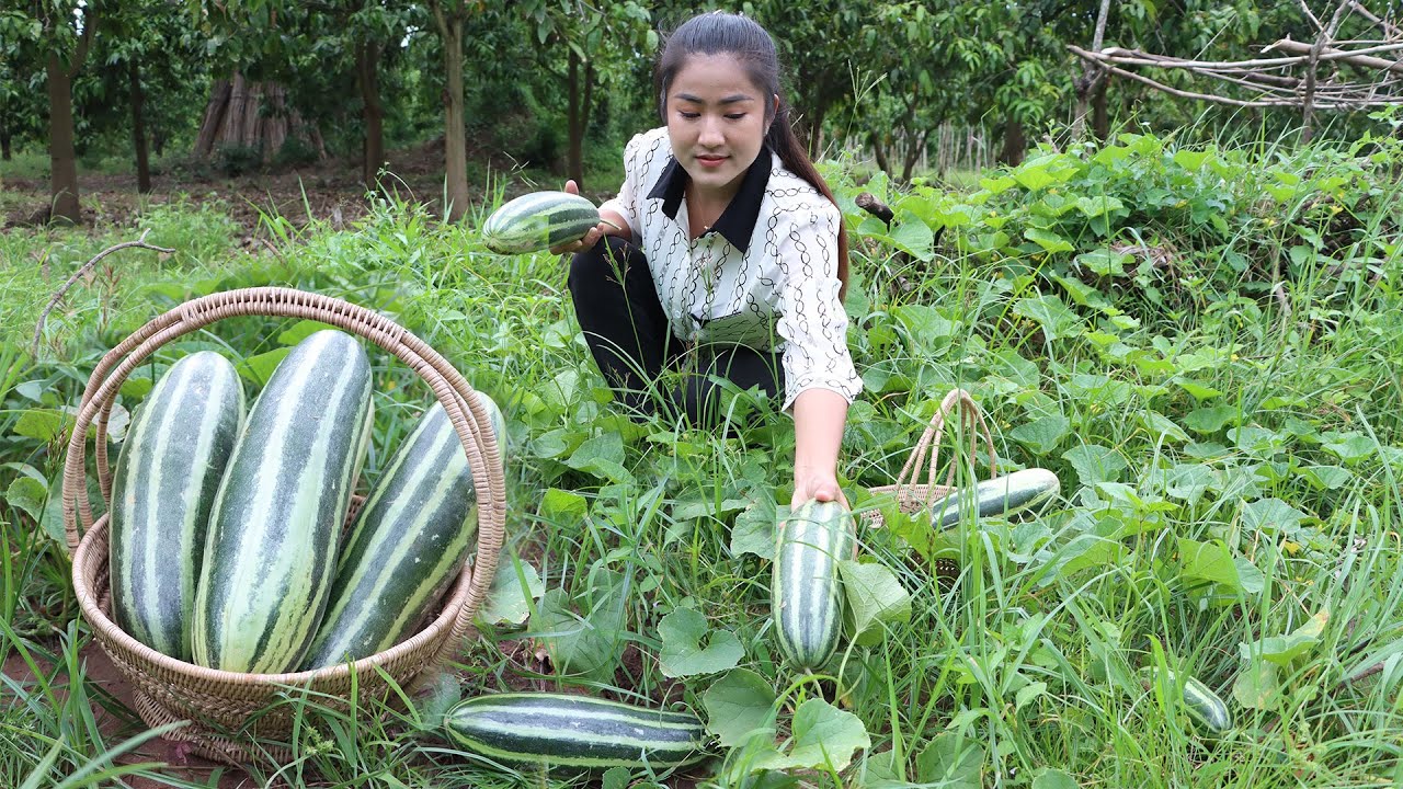 It's time to harvest big cucumber in my mango farm for cooking / Cooking with Sreypov