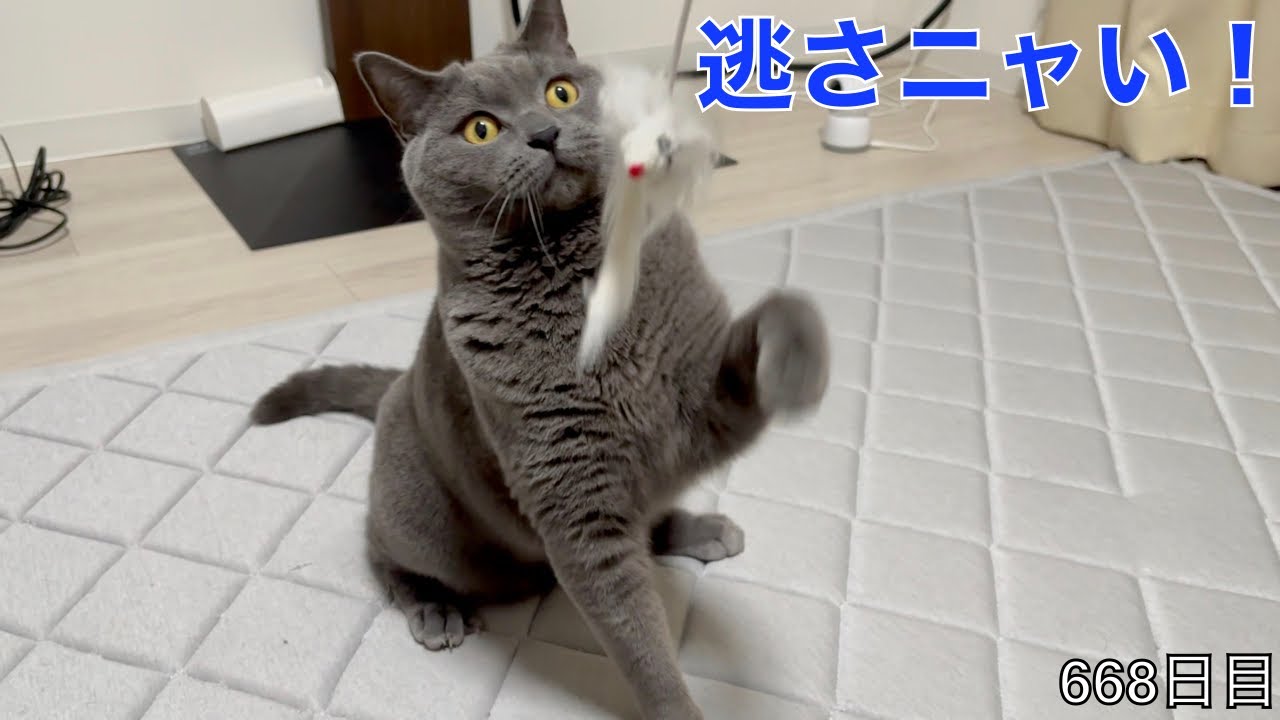 【スコ猫トト君】地を這うネズミさんって興味ないのかな？空中を駆けるネズミさんには興味津々ですけど•••