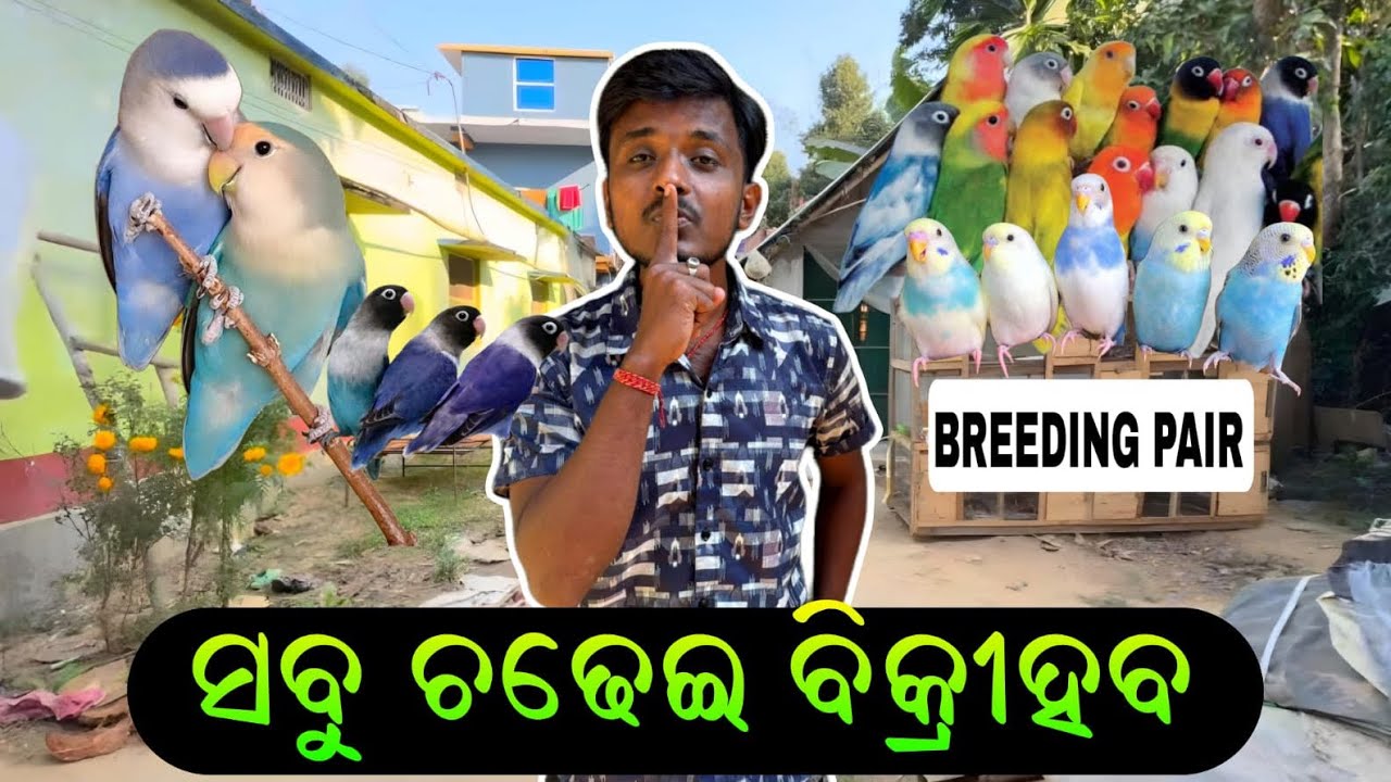 ସବୁ Breeding Pair ବିକ୍ରି ହେବେ 😏