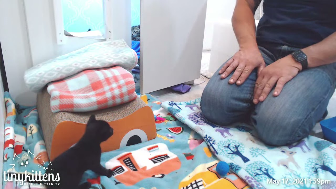 Snuggler Dave gets massively thwarted by kittens