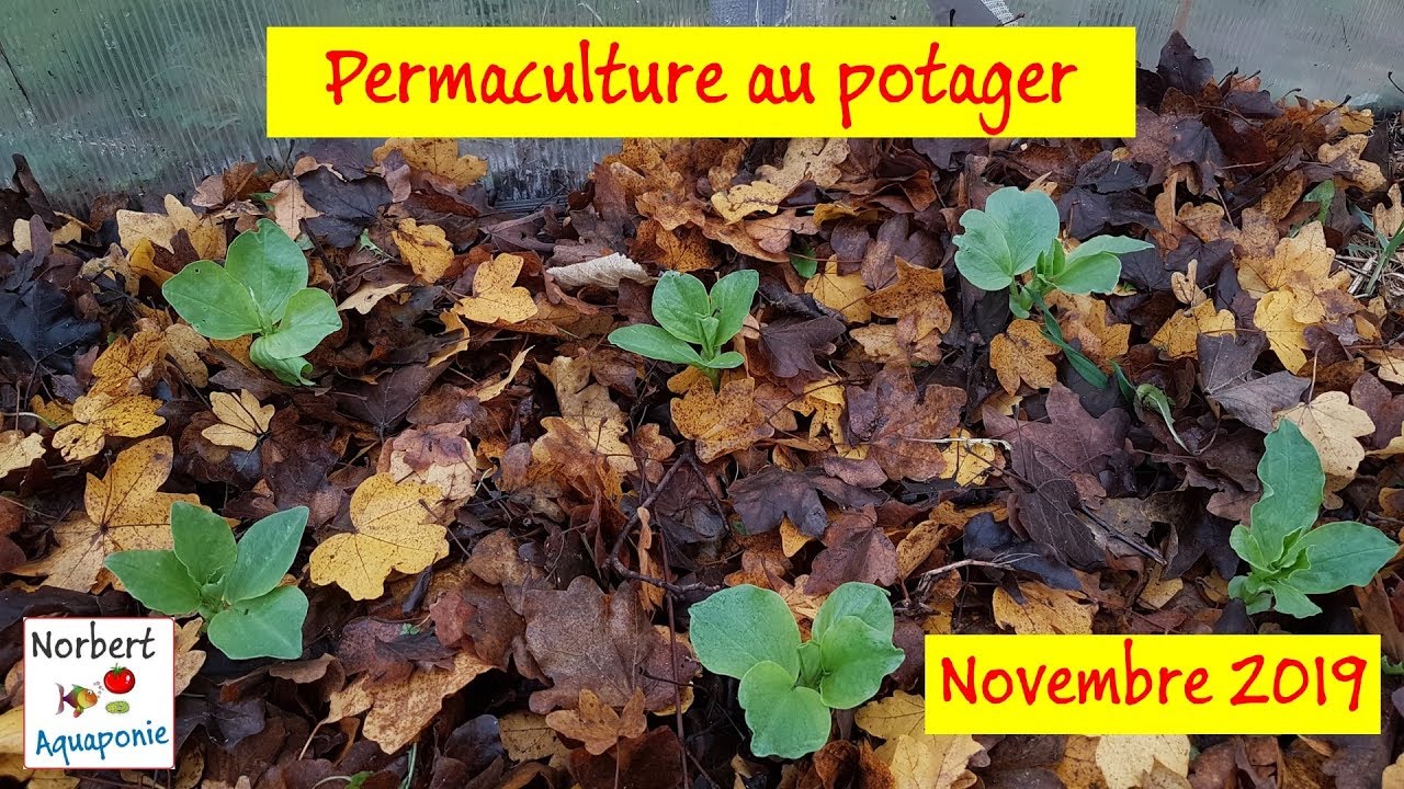 🌻 Permaculture au potager - Novembre 2019