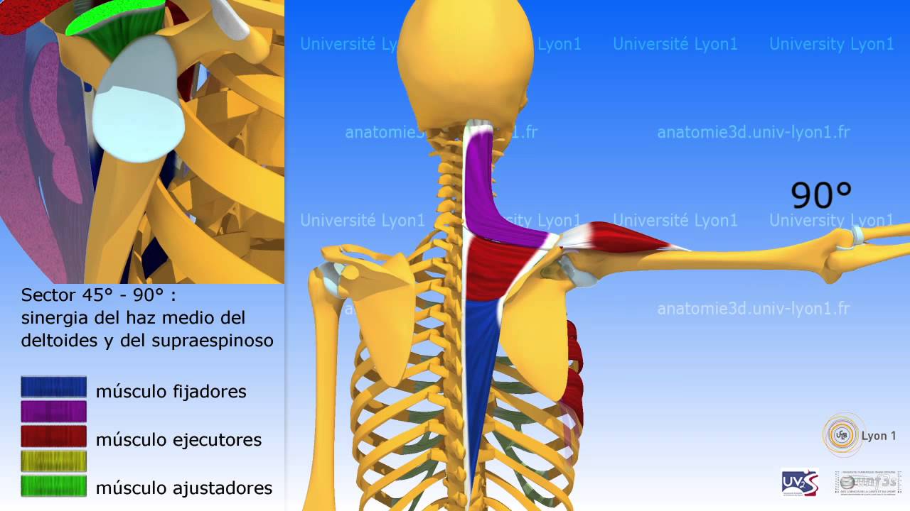 La elevación lateral del brazo en el plano de la escápular
