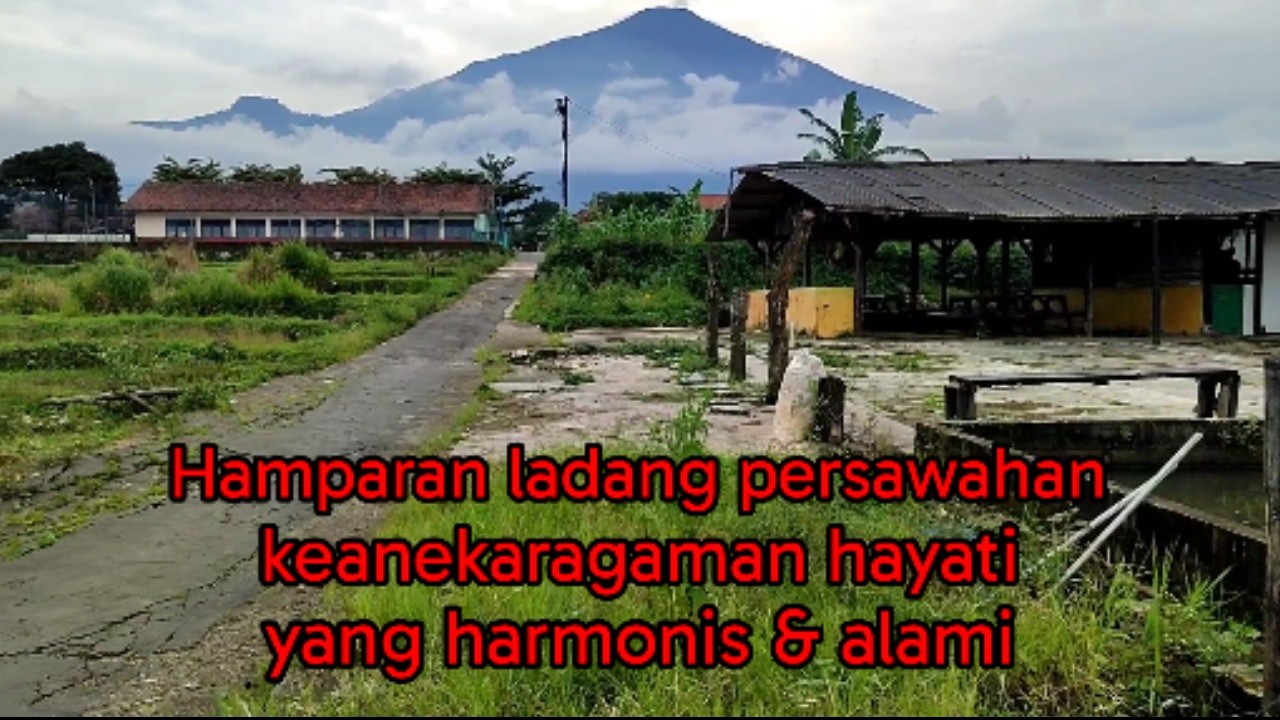 Hamparan ladang persawahan yang sangat luas. menampilkan keanekaragaman hayati yang harmonis & alami