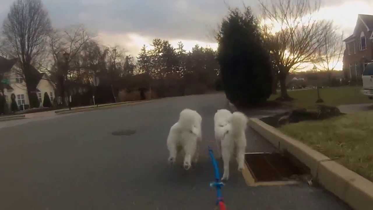 Samoyed Dryland Dog Sled Training Run