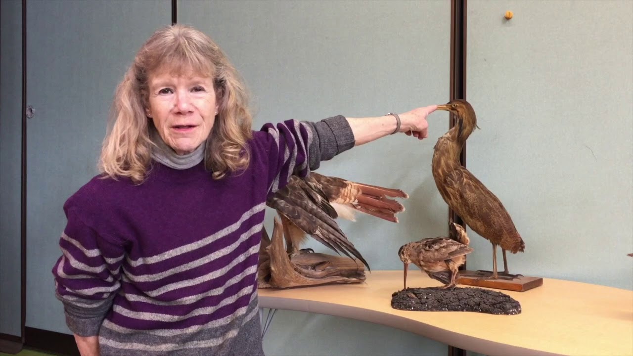 Learning How To Identify Birds by Shape and Size | #RiveredgeVirtualNaturalist