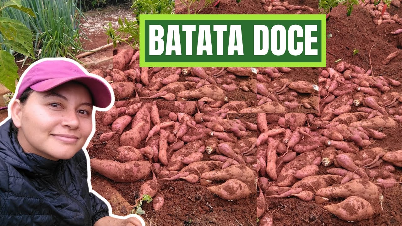 COLHEITA DA BATATA DOCE NO CANTEIRÃO! MUITA BATATA! INACREDITÁVEL.