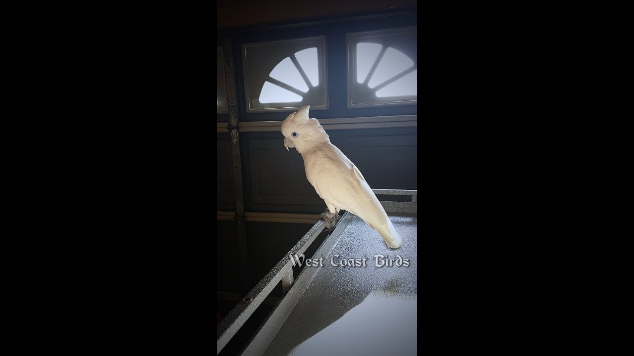 Handfed Ducorp's Cockatoo