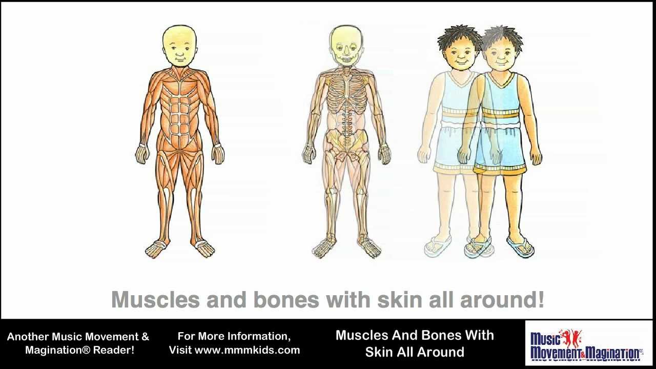 Muscles And Bones With Skin All Around