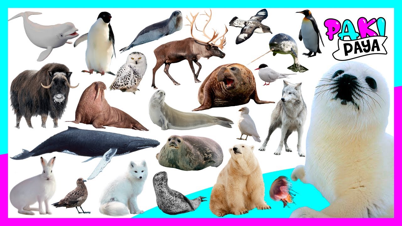 ¡LOS ANIMALES POLARES! - ANIMALES DEL ÁRTICO - POLAR ANIMALS 🐧🐋/ Video educativo / ホッキョクグマ