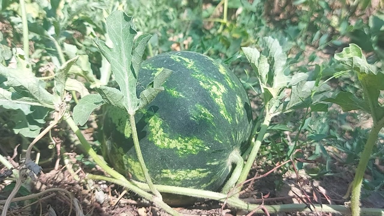 Большие арбузы с этими двумя удобрениями!