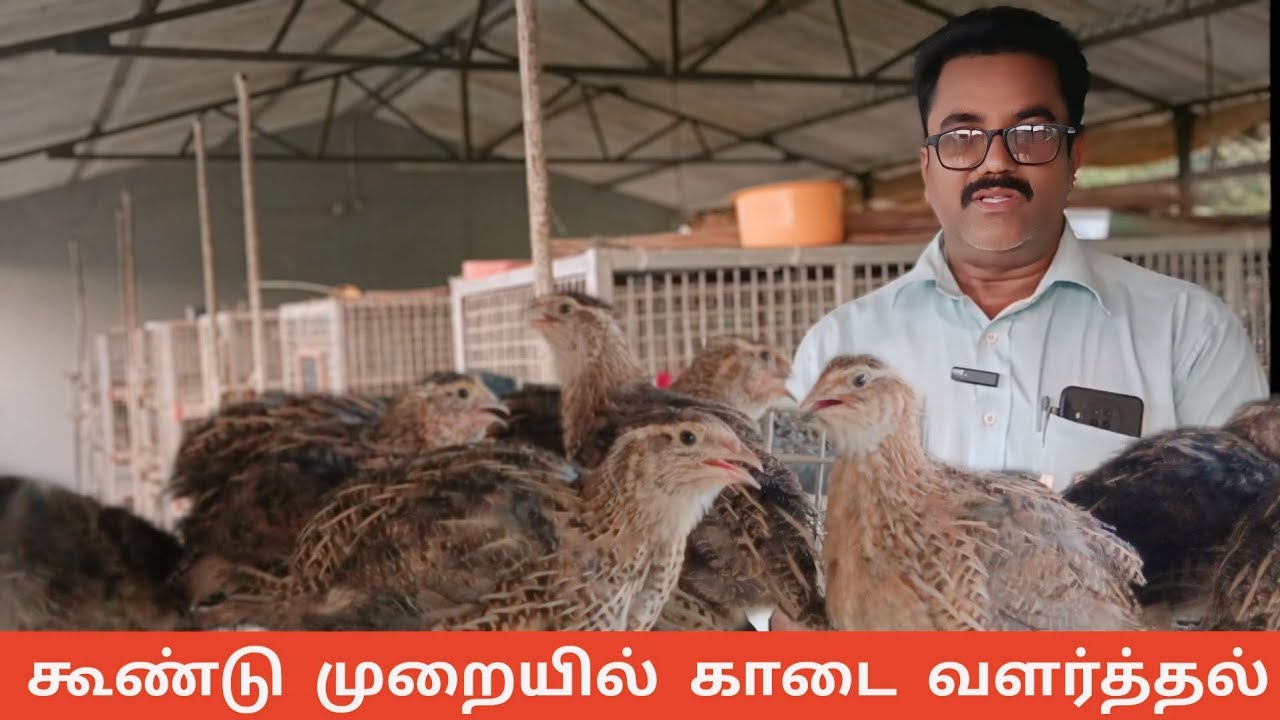காடை வளர்ப்பு 30 நாட்களில் லாபமா | kadai farming profit in 30 days #காடை #காடைவளர்ப்பு