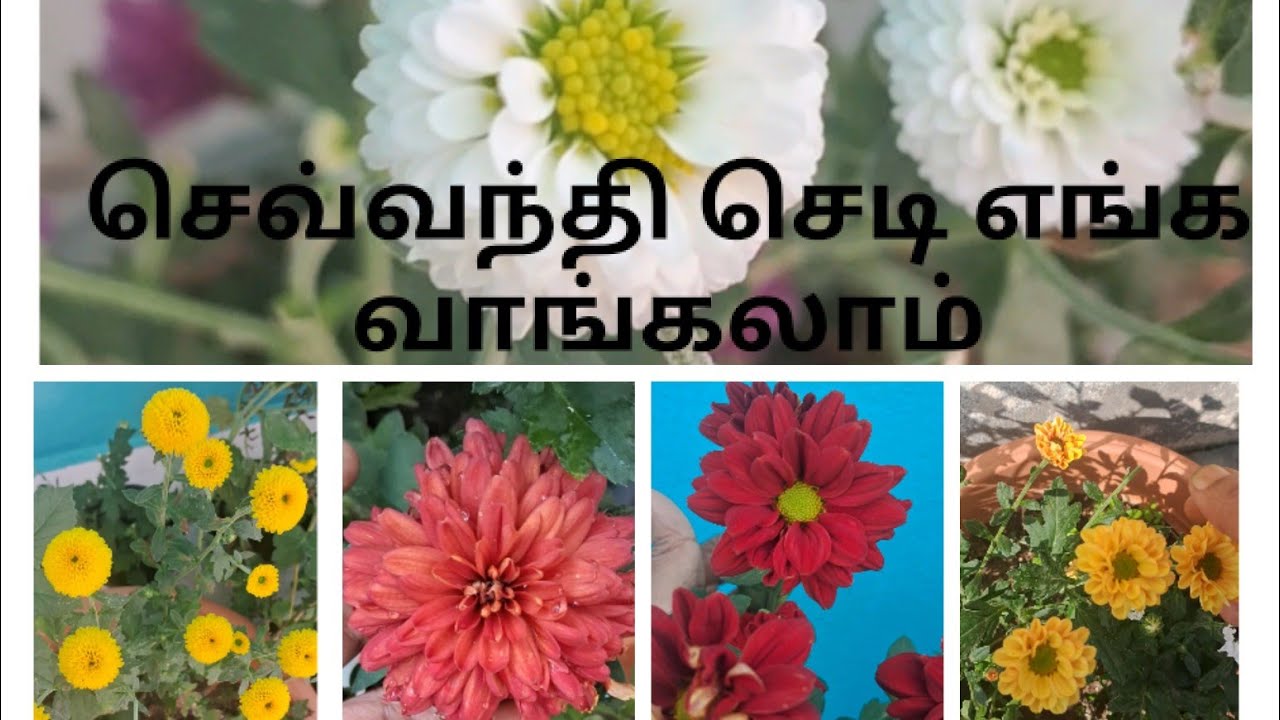 Sevandhi / Samanthi Plant Online shopping | 100% Success in Growth | Tamil Gardening |   Plants Tips