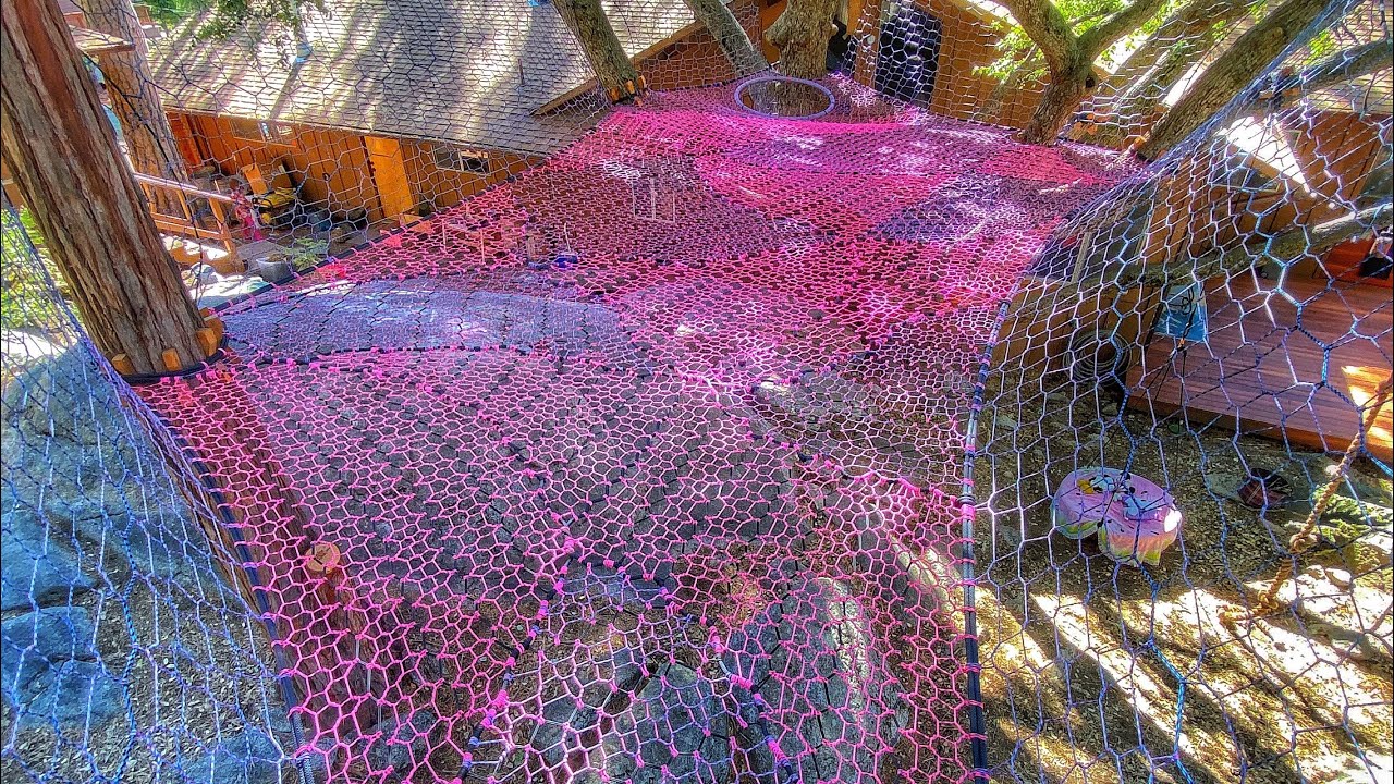 TreeNet Willy’s: The Golden Oak