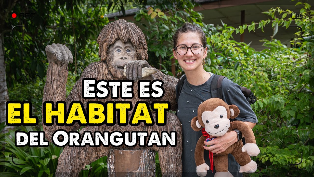 Mi increíble encuentro con orangutanes en su hábitat natural 🦧 |  BORNEO