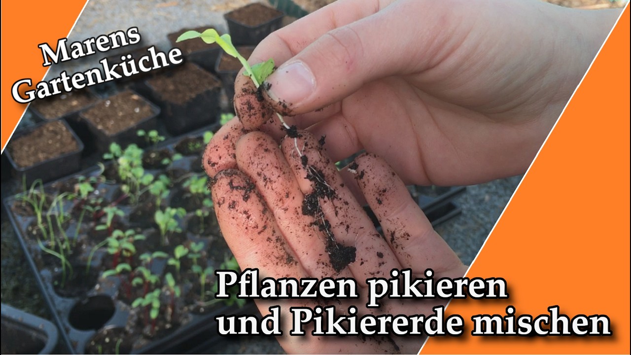 Kräftige Jungpflanzen statt Spargelwuchs – Erde mischen & richtig pikieren I Klassiker-Serie