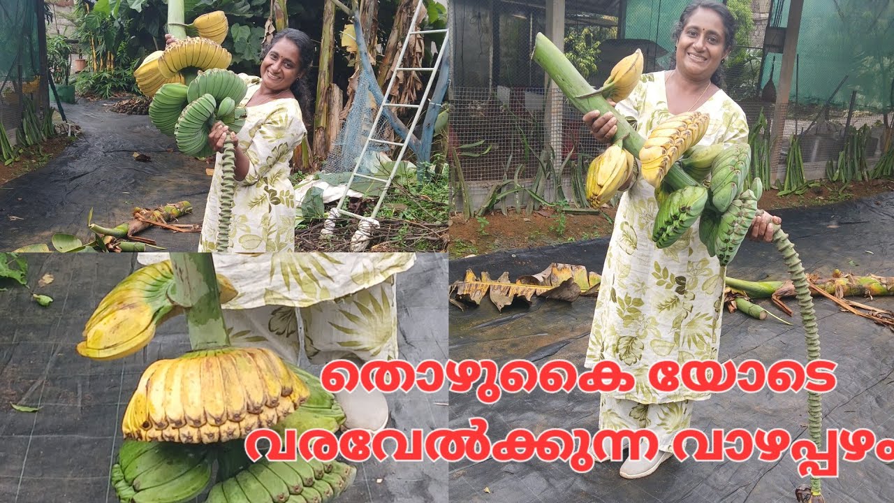 കൈകൂപ്പി നിൽക്കുന്ന  PRAYING HAND  എന്ന വാഴപ്പഴം 