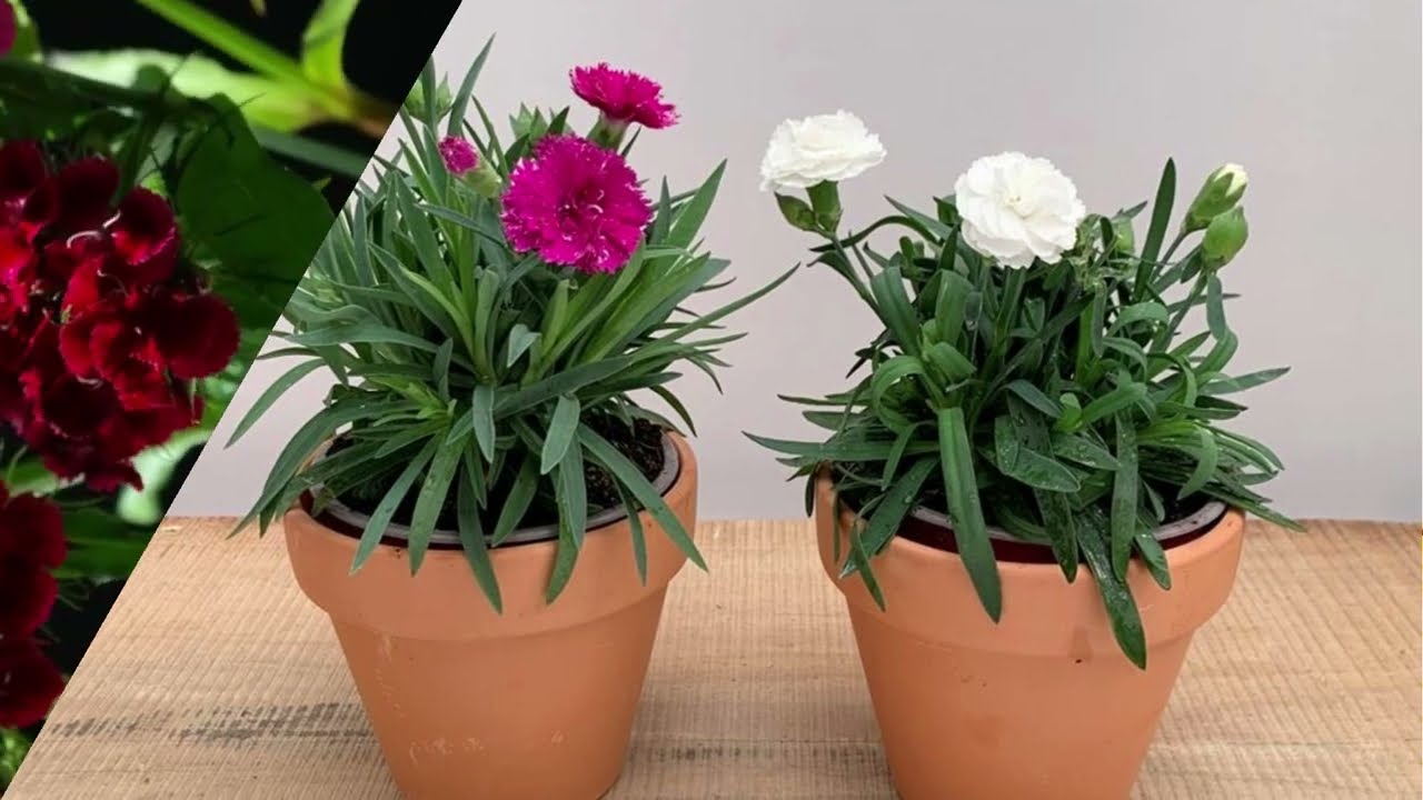 PLANTA CRAVO COMO CUIDAR
