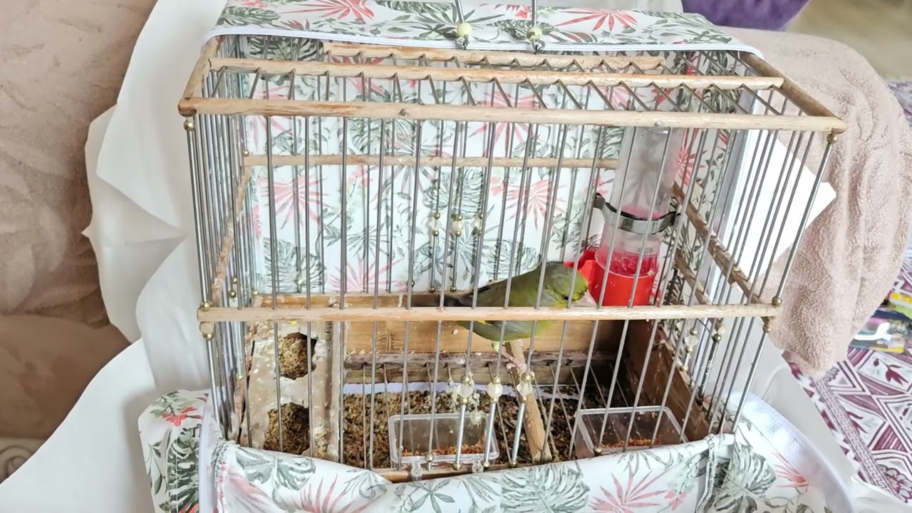 Florya huylandırma (yeşil) #flurya #birds #greenfinch #europeangoldfinch #finches #verderon #animals