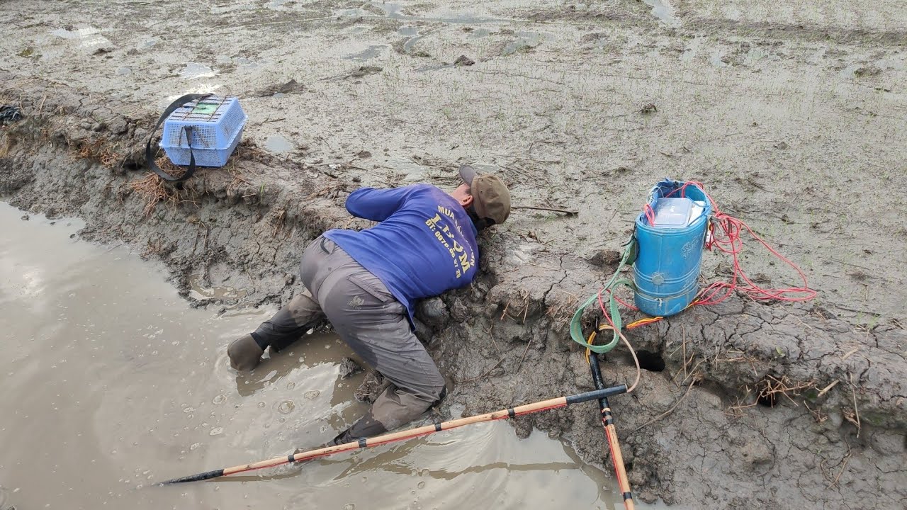 xiệt ếch hang đồng mới xạ lúa được nhiều ếch bự to 