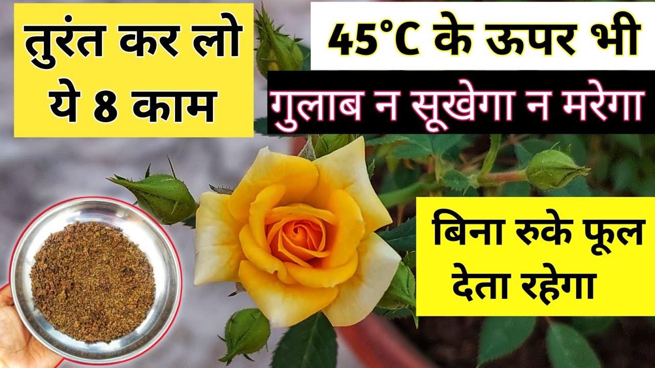 ROSE PLANT GROWING TIPS.गर्मी के मौसम में गुलाब की देखभाल.Rose plant care in summer.Rose plant care.