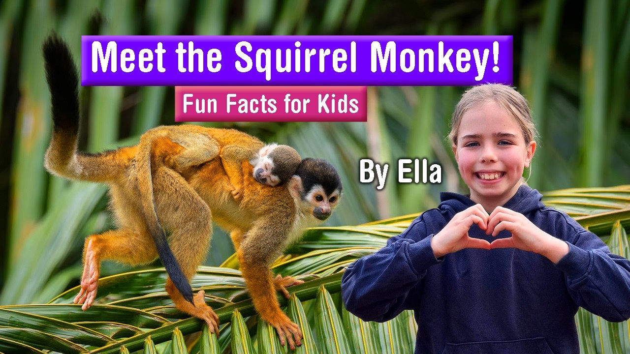 Meet the Squirrel Monkey! 🐵 Fun Facts for Kids