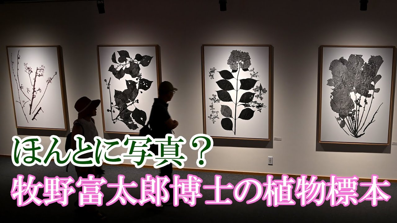 高精細！牧野富太郎博士の植物標本を写真で堪能できる「ＭＡＫＩＮＯ―植物の肖像展」