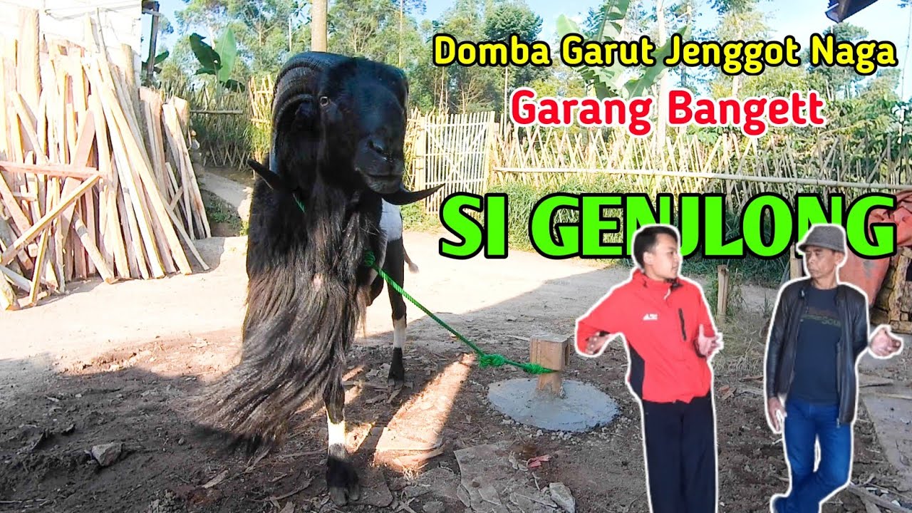 Domba Garut Jenggot Naga Ada di Padepokan Ini Padepokan Tersembunyi di Garut Jawa Barat