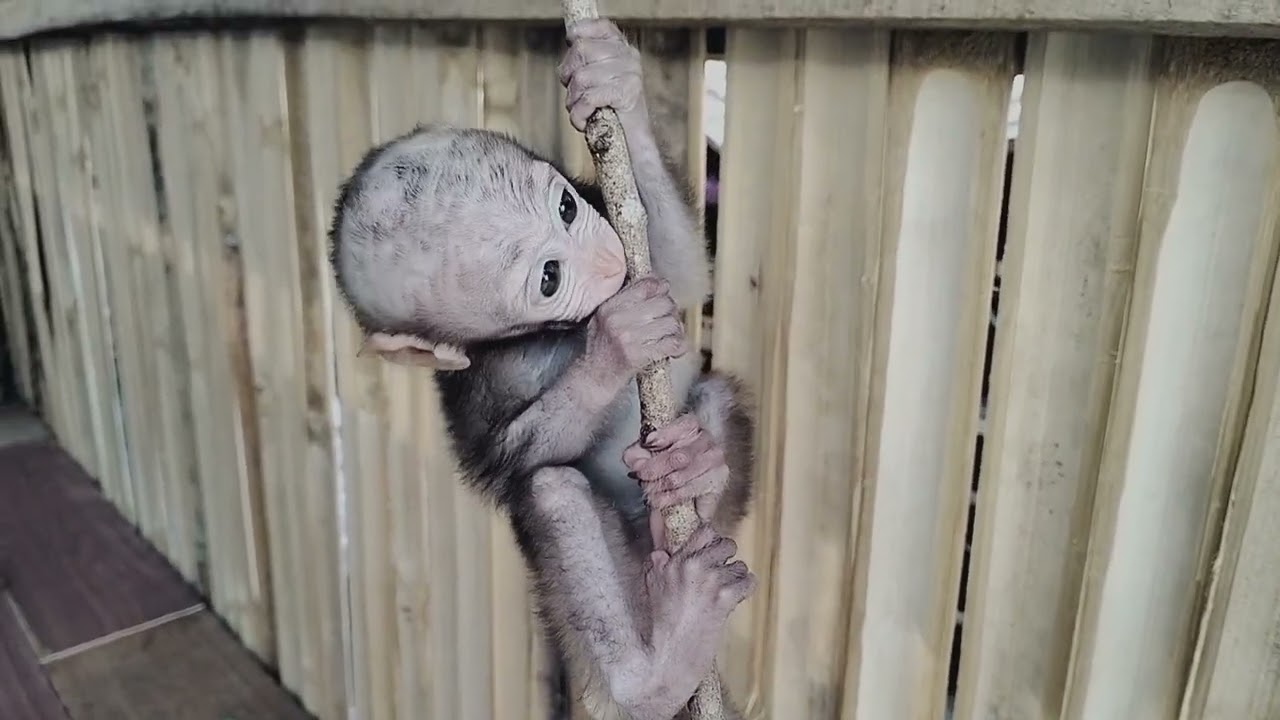 baby monkey bermain memanjat pohon.