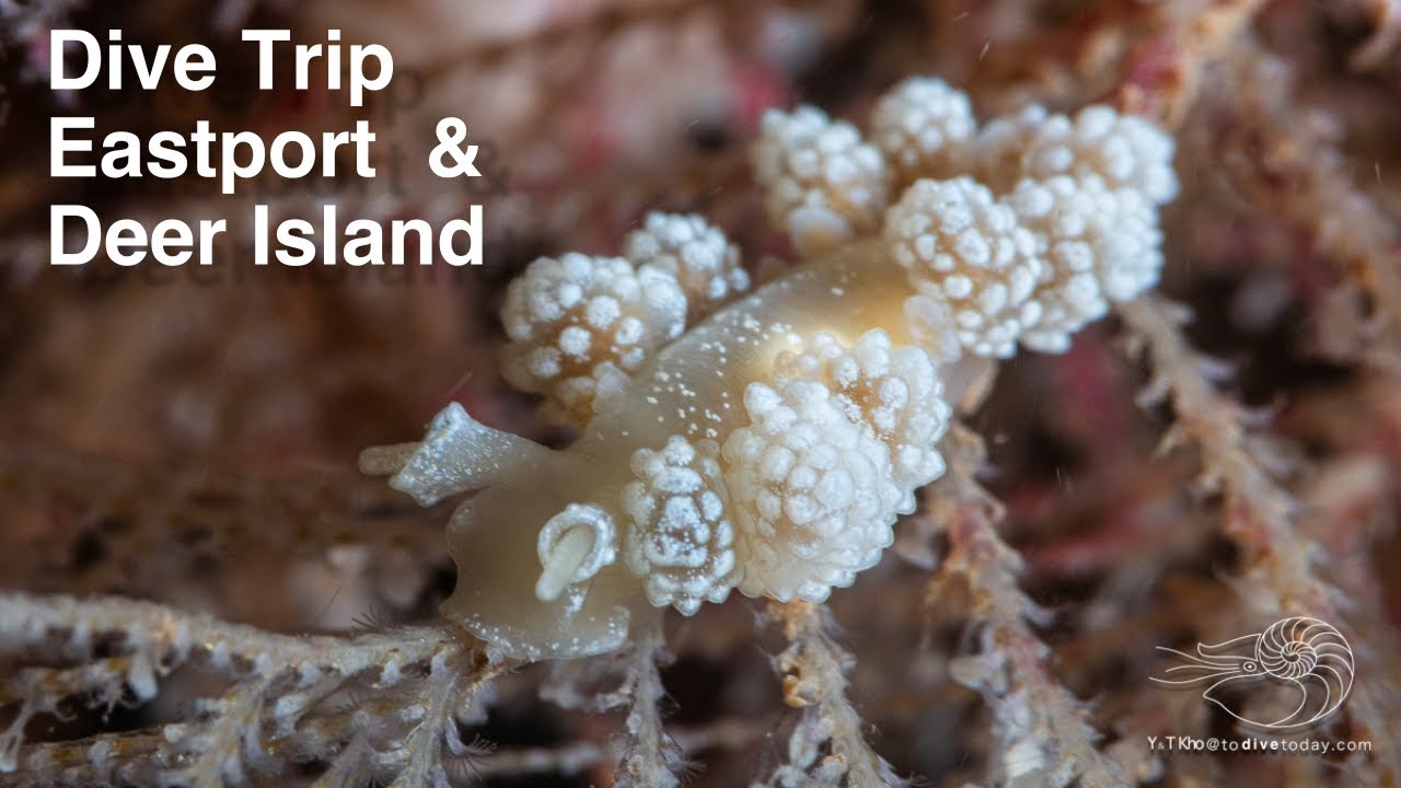 Diving Eastport and Deer Island with Yuliia and Collin O'Brien. August 2025