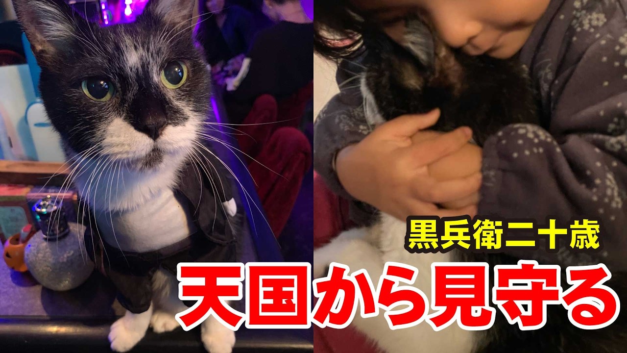 【20歳の猫】天国から少女を見守る黒兵衛との絆。｜職業かわいい〜GONZOちゃんねる〜