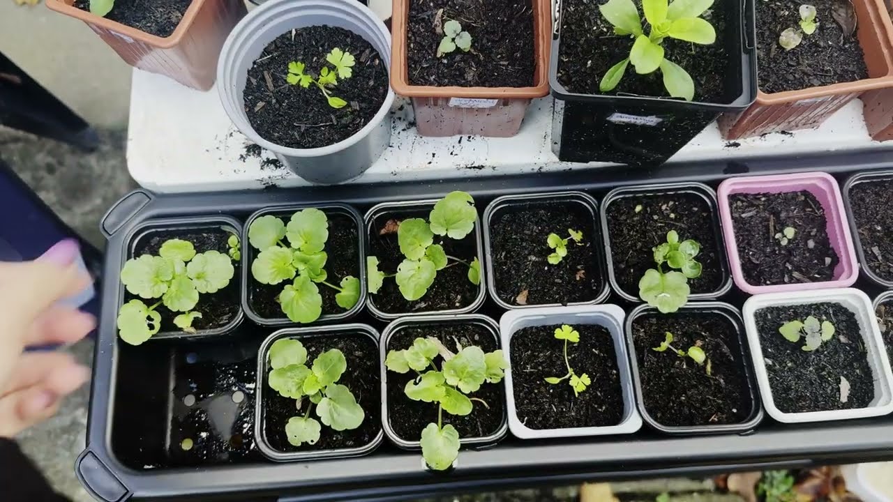 Zelf planten zaaien - Viooltjes, Geraniums & Dahlia's kweken