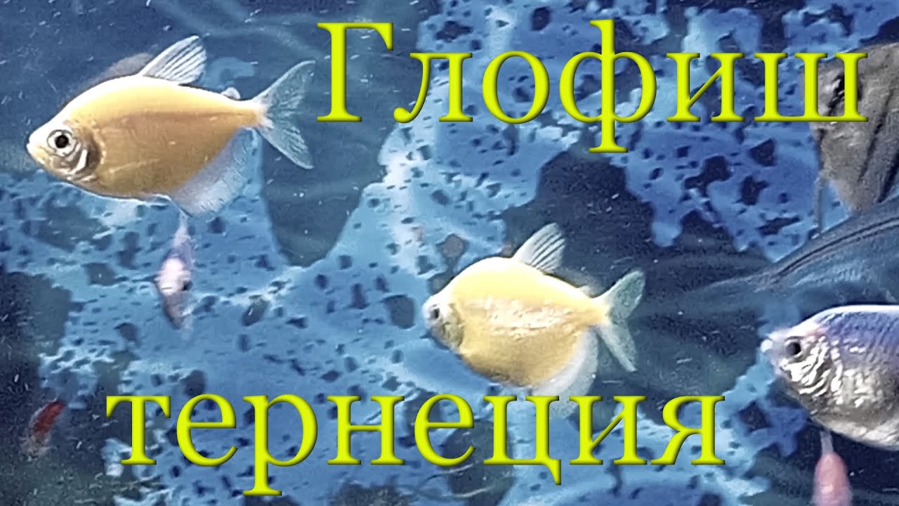 Тернеция глофиш (Glofish): содержание, уход, половые отличия, разведение, видео обзор