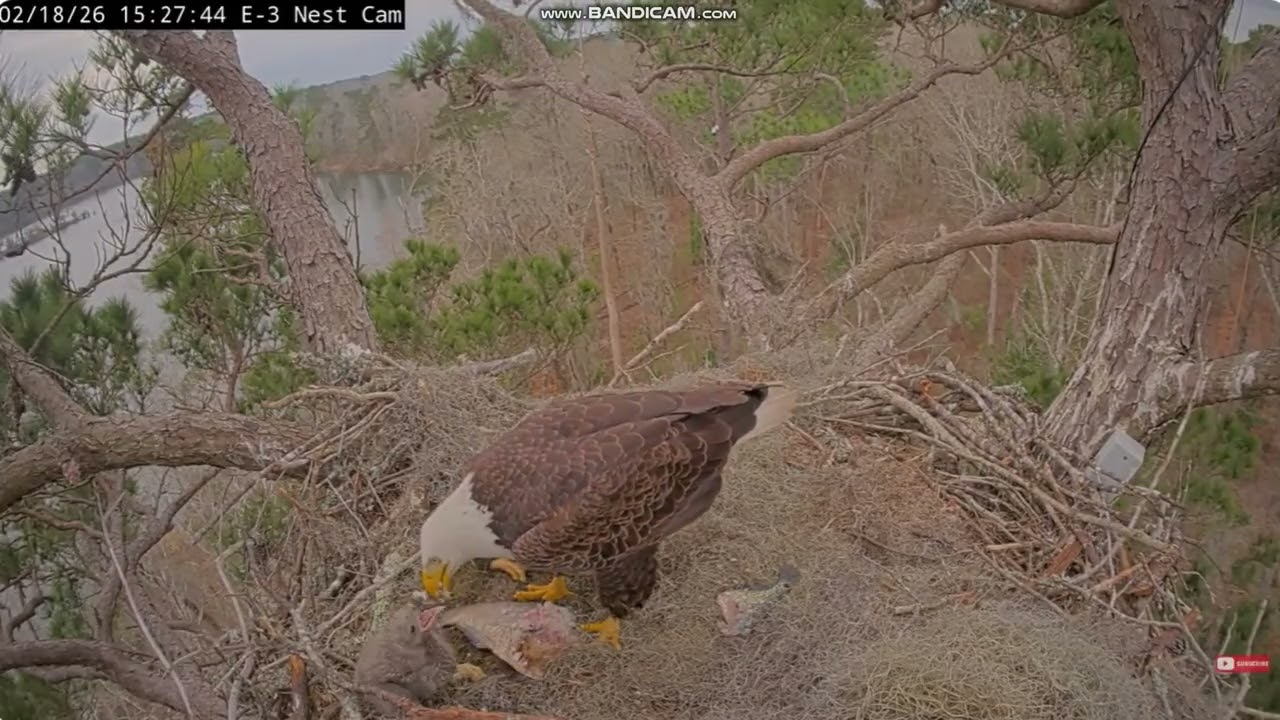 KNF Bald Eagle E3- bielik amerykański -karmienie Noli & Jazz przez Andrię III & Alex II 2026 02 18