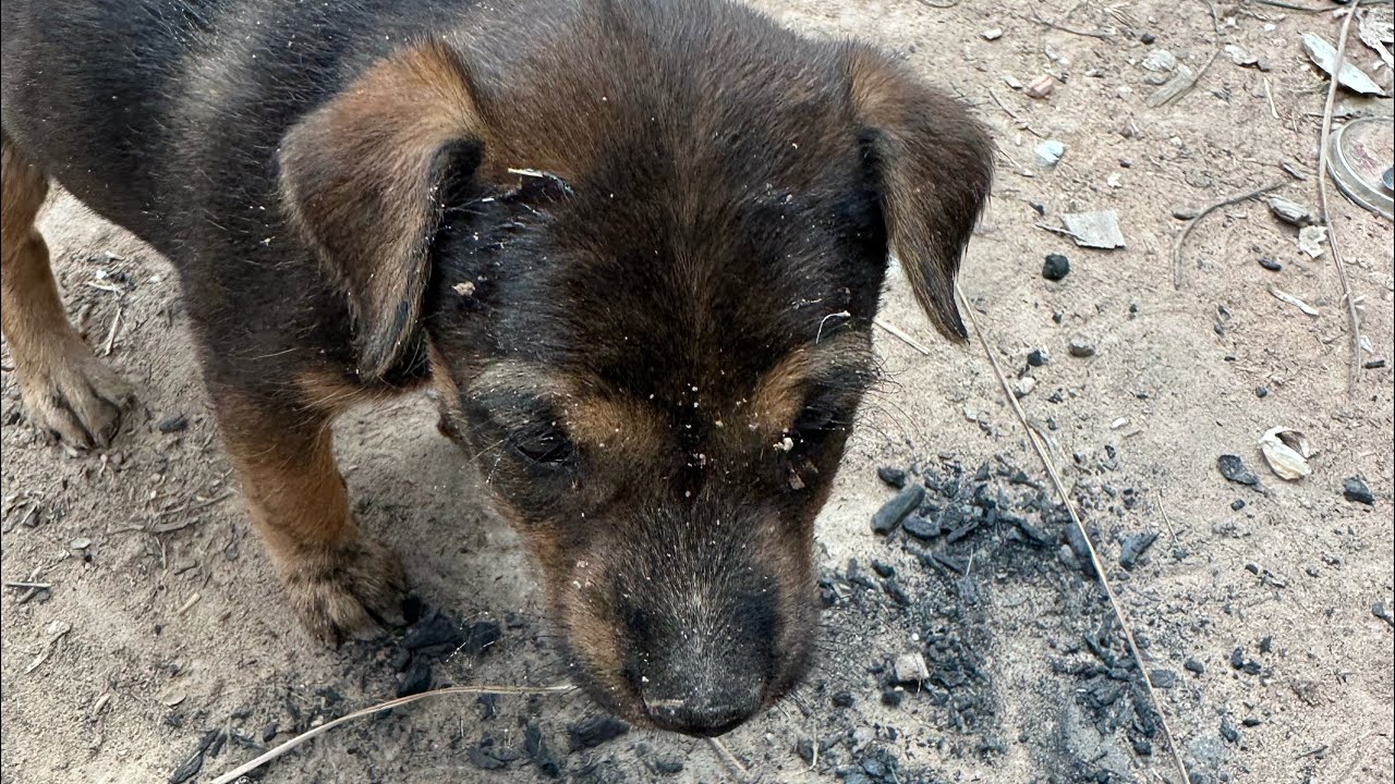 They ate porridge and then went off to play.#viralvideo #animals #dogs 