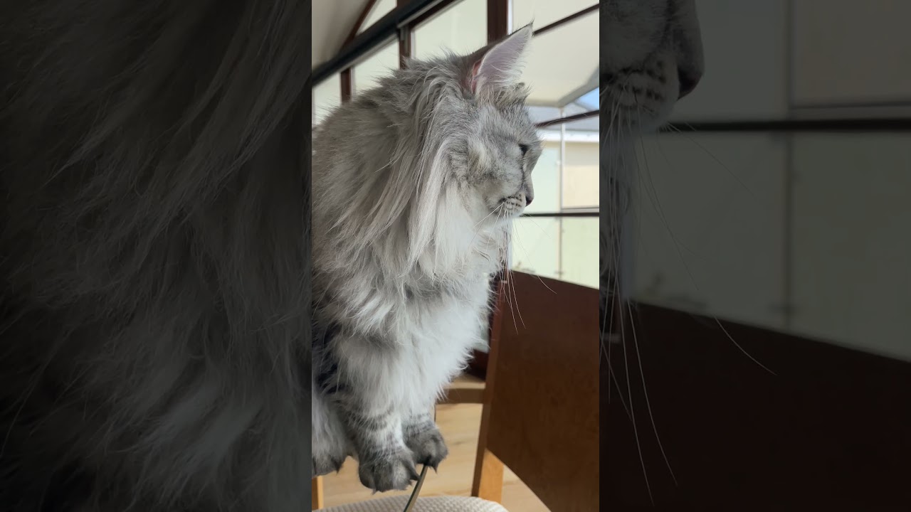 Silver Siberian cat #twinfloof