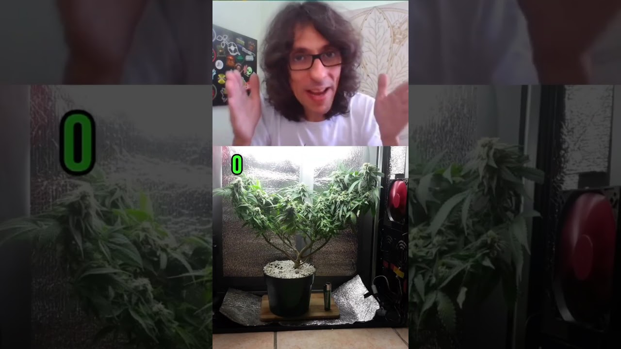 QUANTO ESPA&Ccedil;O PRA UMA PLANTA?