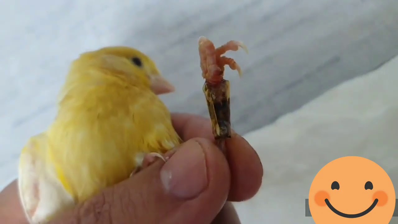الطريقة الصحيحة لمعالجة أرجل الطائر المكسورةمع#سامي_محيوس...بدون لف ودوران