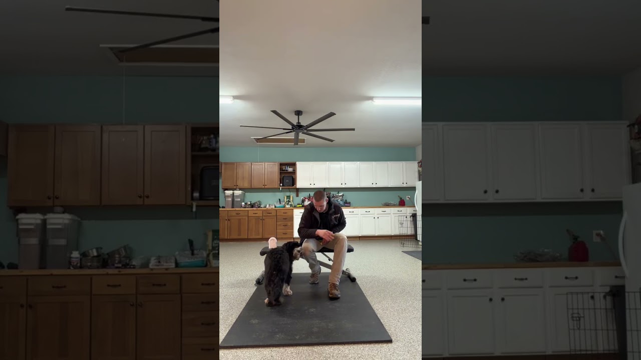 Oreo Doorbell Training Day 1&2