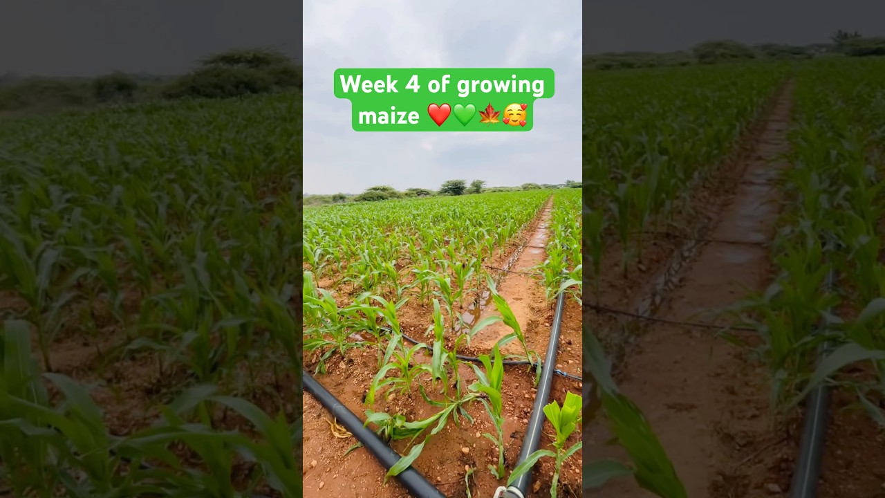 Maize Field Week 4 | Growth Getting Better 🌽❤️💚 