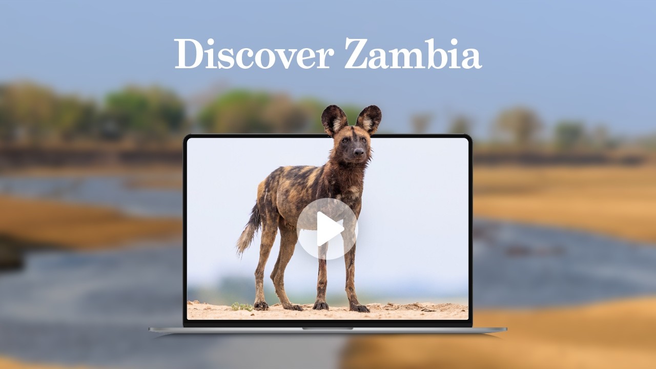 Discover Zambia’s South Luangwa & Lower Zambezi with Ben Sutcliffe & Bret Charman - 26 February 2026