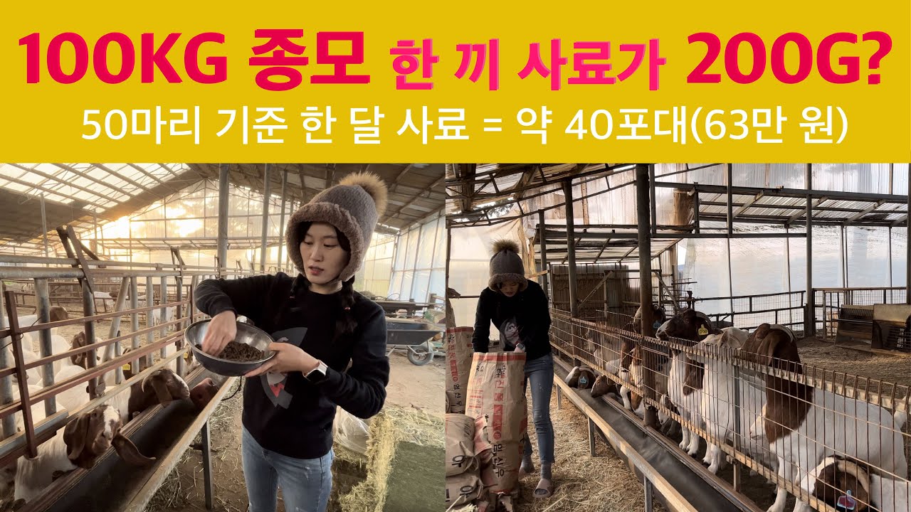 [염소사료]  100KG이 넘는 스타의 한 끼 식사량이 200G이면 많은 걸까요, 적은 걸까요?🤔 50마리 기준 한 달 사료값+건초값 =120만 원 🫣