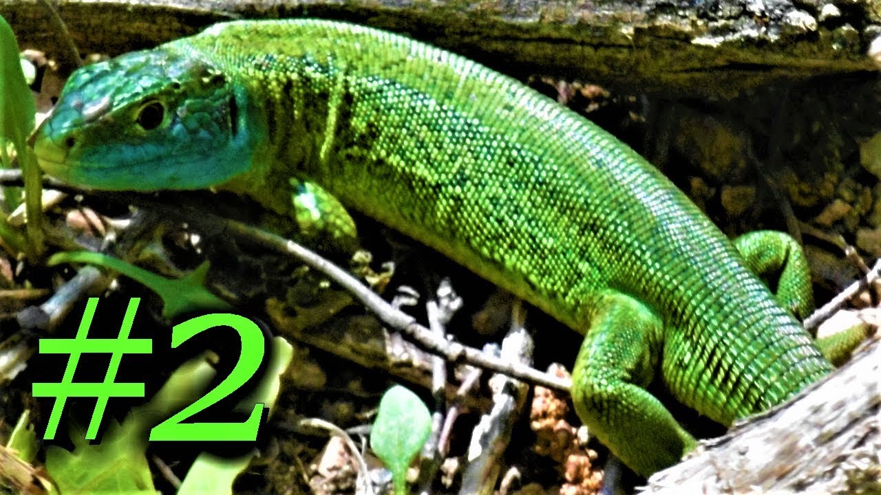 La Nature, une merveille, un trésor ! (2) 🌲🌳