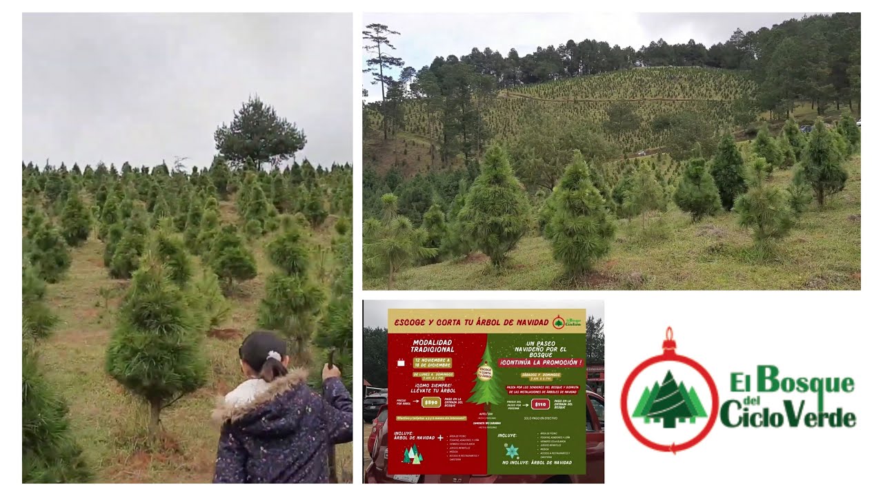Visitando el Bosque del Ciclo Verde