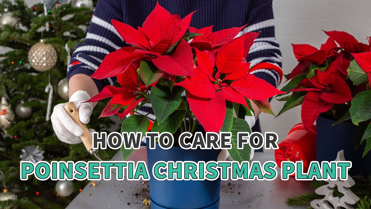 How to care for Poinsettia Christmas Plant