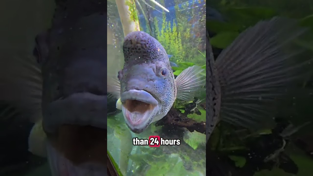 this dovi is massive! #cichlid #fish