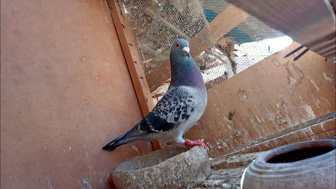 مفاجات في العشه جبت حمام جديد تعالوا شوفوا عملنا ايه 🦅❤️❤️❤️❤️