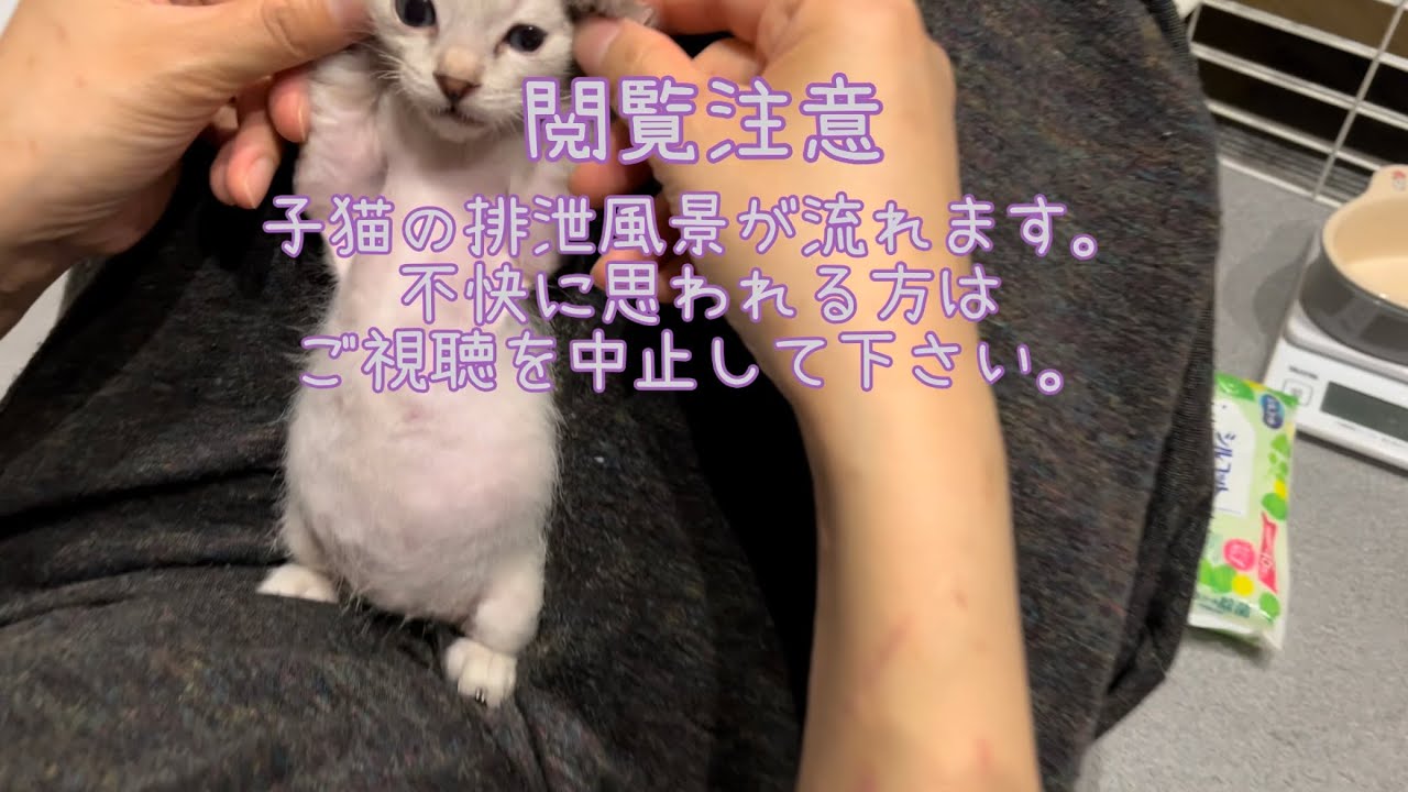 【保護子猫】閲覧注意！感動！一緒に出来たー！うんち編