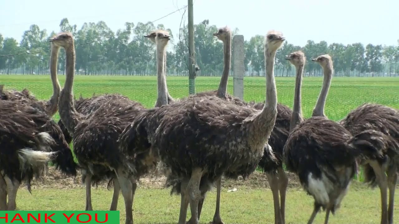 দিনাজপুরে উটপাখির খামার বাণিজ্যিক ভাবে বাংলাদেশের প্রথম।আরজুমান আরার সফলতার গল্প