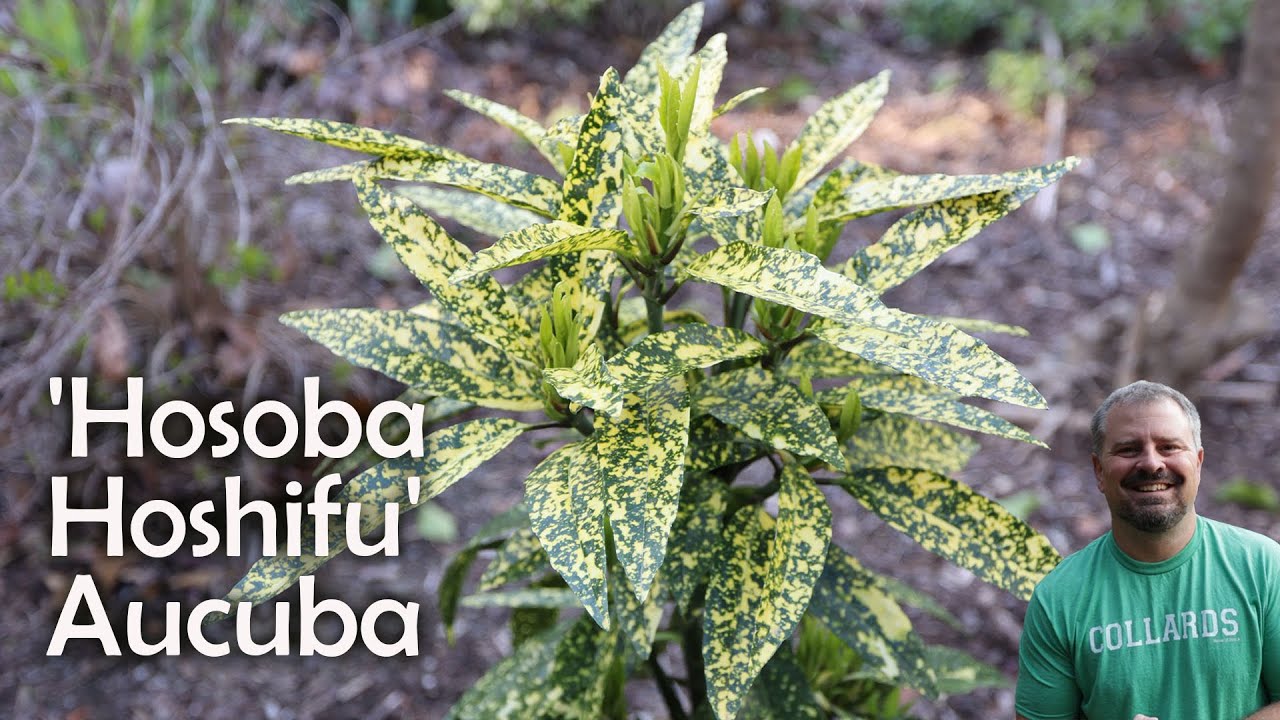 Aucuba Japonica - 'Hosaba Hoshifu'