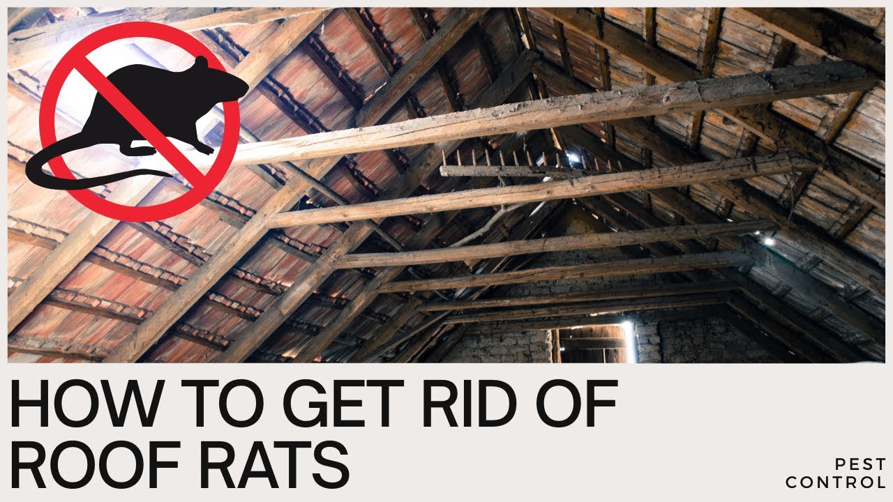 Rat Pest Control - can it be guaranteed?
